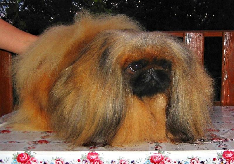 Foto: PATRICIA od Mach��k�-P�tilet� fenka