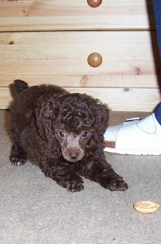 Foto: Pudl toy hn�d� - 8 t�dnenn� �t�n�-Poj� si hr�t!