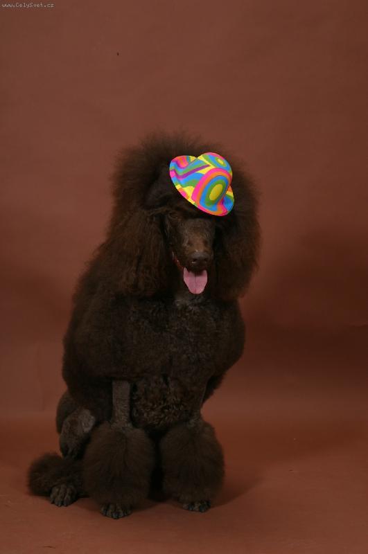 Foto: priprava Vianoc-,uz ma to nebavi