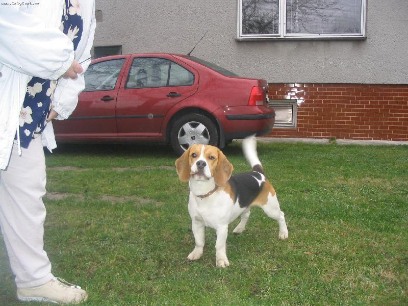 Foto: Moc kr�sn� B�gl�k-Toto je b�gl Baloo