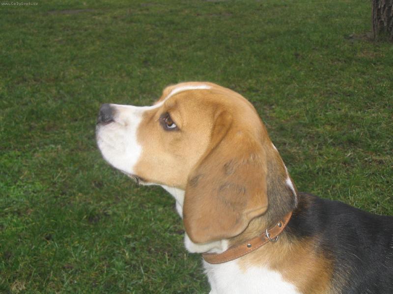 Foto: Aj, to je  mi ale kl�sn� b�gl�k-Toto je b�gl Baloo =o)