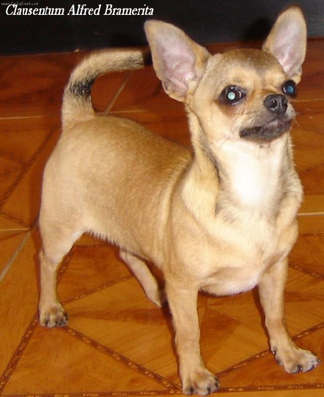 Foto: Ferd�sek-3 dny v nov�m domov�