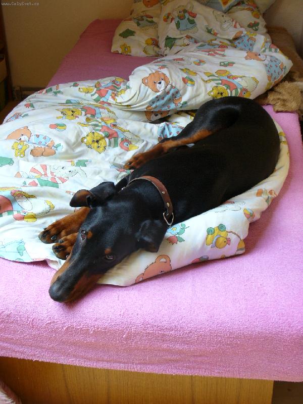 Foto: Viki-m�j nejobl�ben�j�� pel�ek