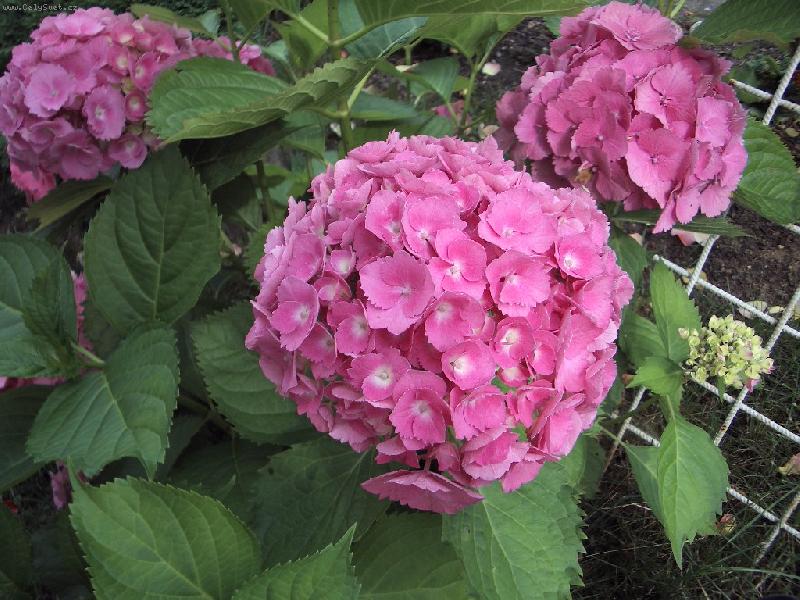 Foto: Hortenzie r��ova