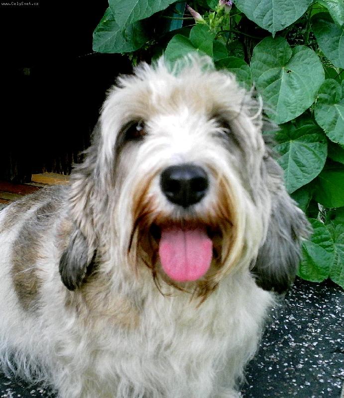 Foto: Nicolette z Mimo�sk� podkovy-Nicolka jako �t�n�