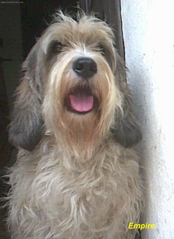 Foto: �esk� �ampion a �esk� �ampion pr�ce-Empire z Mimo�sk� podkovy