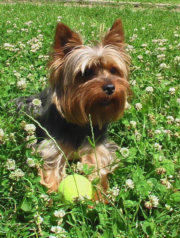 Foto: N� mil��ek Princ-Sleduje co se bude d�t a hl�d� si m��ek.