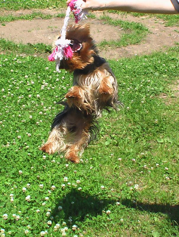 Foto: Princ sportovec-Sk��e si pro sv�j uzl�k