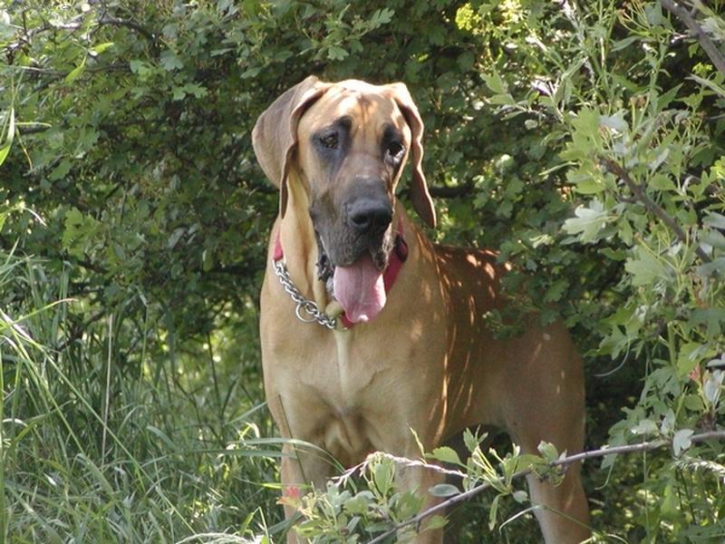 Foto: Amarock von Graslic