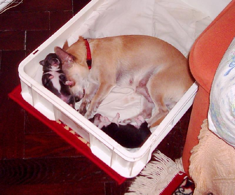 Foto: Kessinka a jej� kluci-Zat�m toho je�t� moc nenachod�.