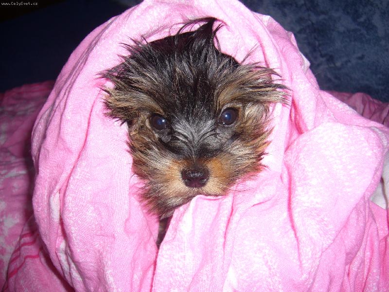 Foto: to je pohodl�!!