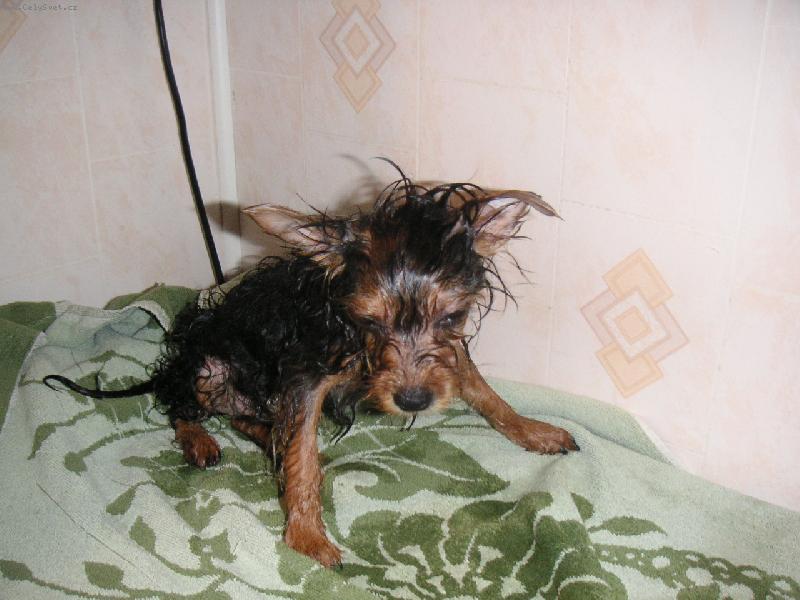 Foto: Za��n�me se koupat:-)