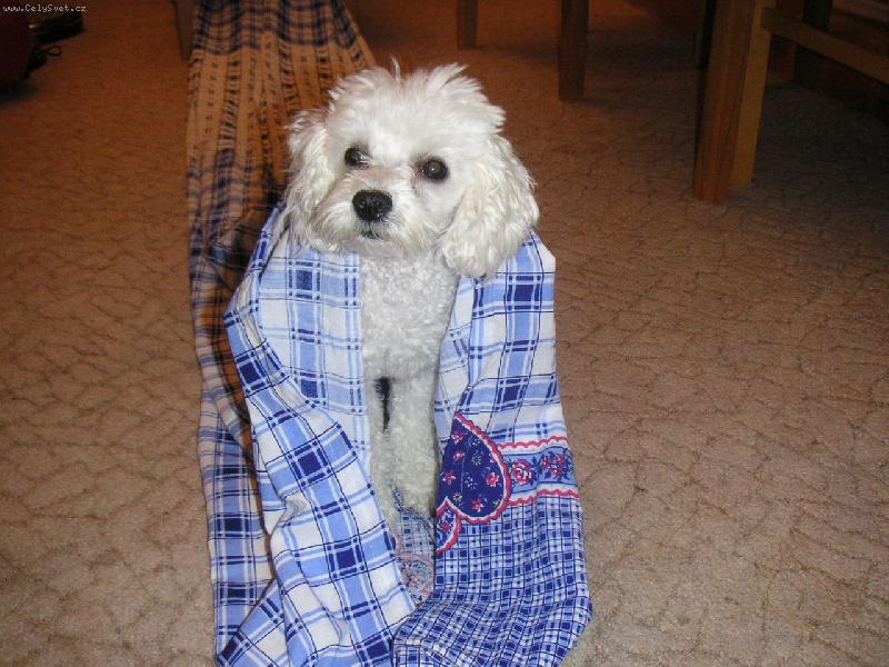 Foto: ... pokra�ov�n�...