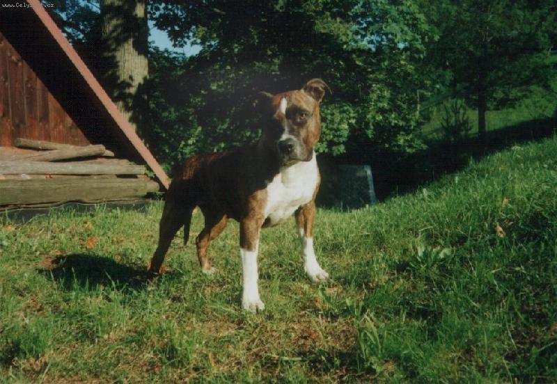 Foto: Beretta na chalup�