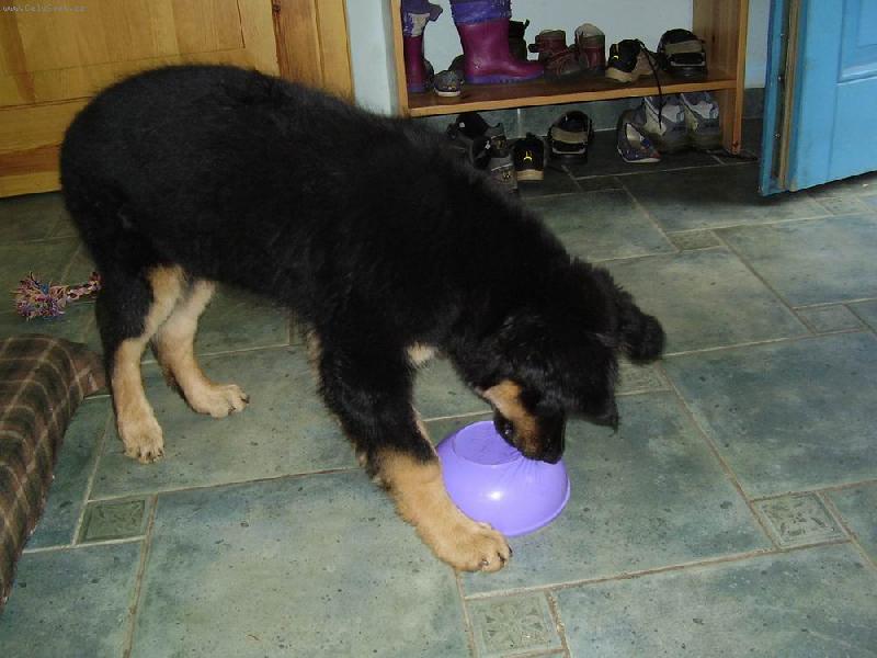 Foto: Rocka-Je to fena m� nejk�mo�ky na moje