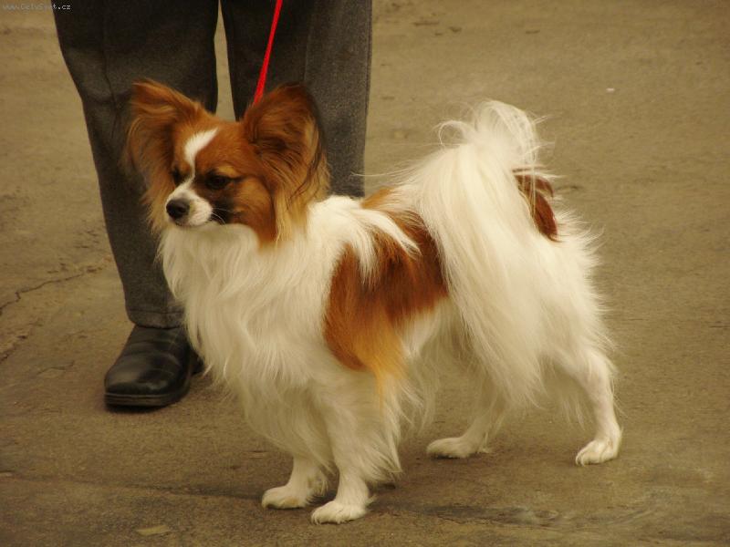 Foto: �esk� �ampion JERICHO Sol Edo-Ve v�stavn�m kruhu