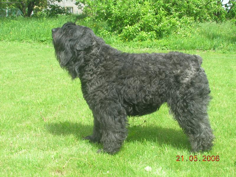 Foto: Cherry van de Kuanyhoeve-import chovn� fena z Belgie pro roz���en� krevn� linie