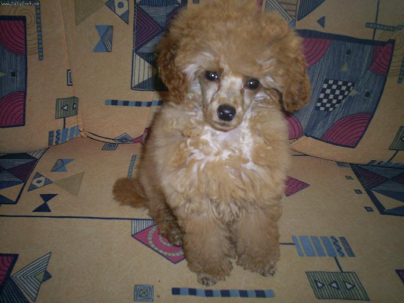 Foto: na�e zuzi toy pudl�k-ve 4m�s�c�ch