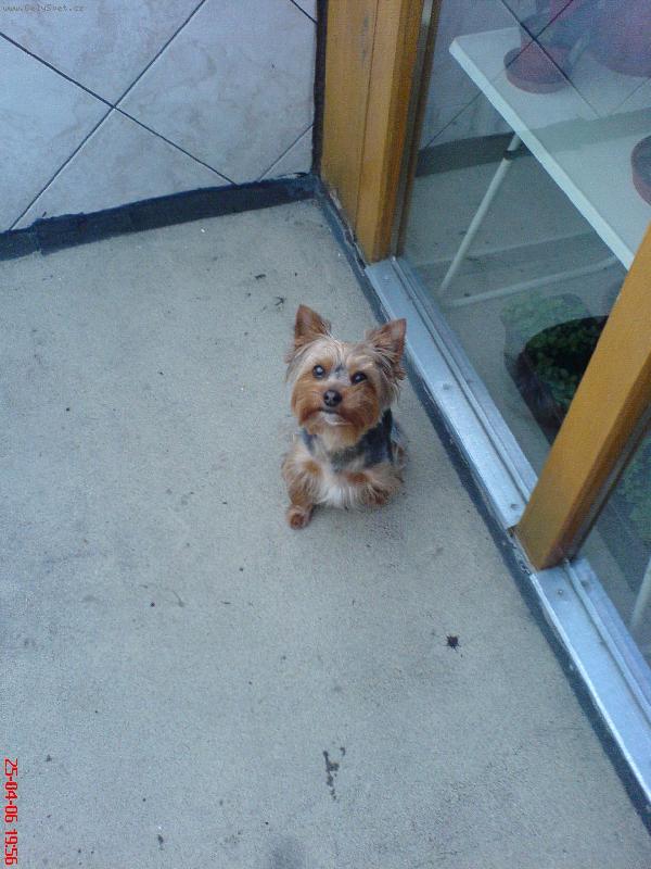 Foto:  Muff�nek-Co to ten p�n��ek tam po��d d�l�??