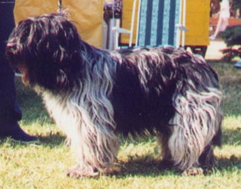 Foto: Holandsk� ov��ck� pudl-Holandsk� ov��ck� pudl