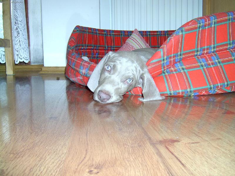 Foto: Arny od Voka�ovsk�ho rybn�ka