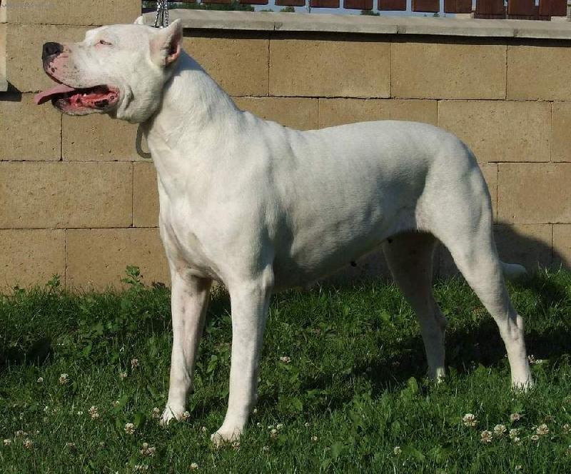 Foto: Argentinsk� doga-fena3 roky-Ch.Hecla dei Falchi Bianchi