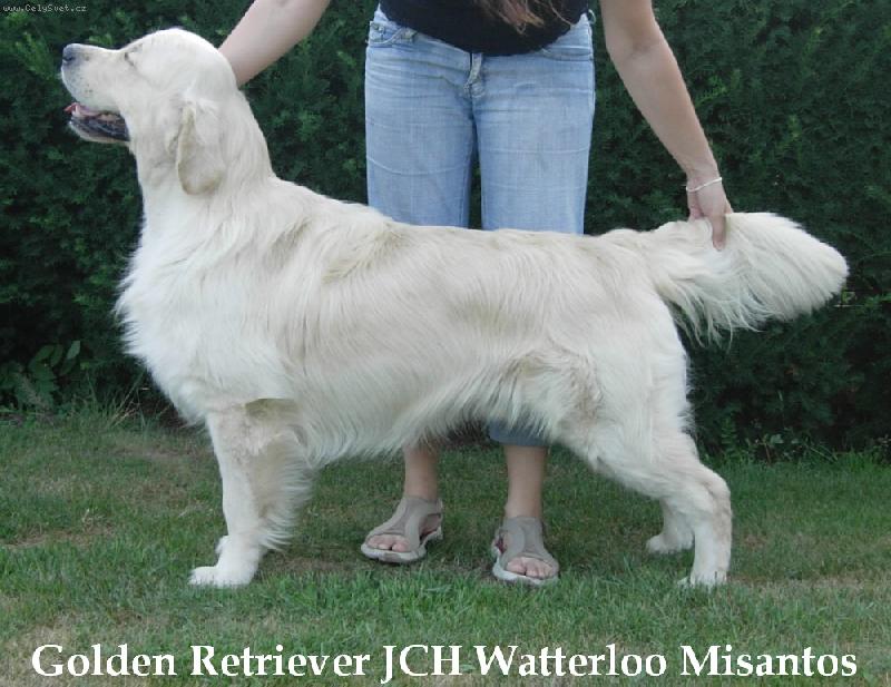 Foto: Golden Retriever Watterloo Misantos-V�stavn� postoj :-)