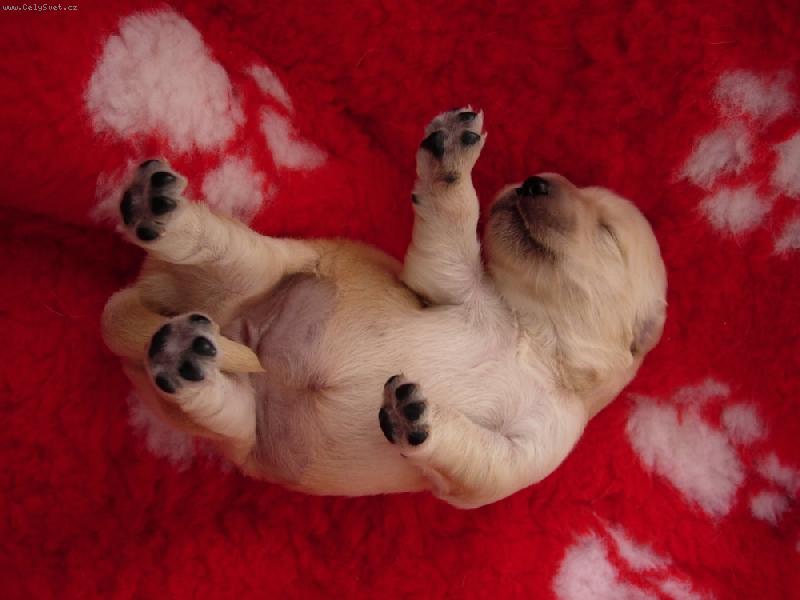 Foto: Golden Retriever z CHS Artemis Gold-Puppy Golden Retriever 10 dn� na sv�t� : protahuji se :-)