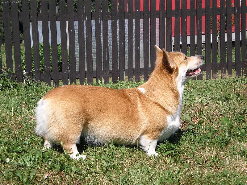 Foto: Fergie Higu - Welsh corgi Pembroke