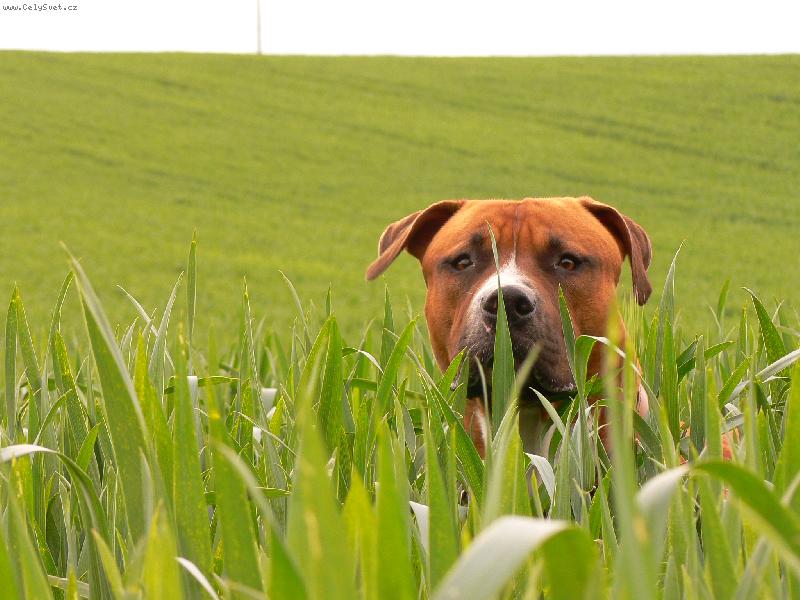 Foto: SNOOPY \"tak prileti to ufo nebo neprileti?\"