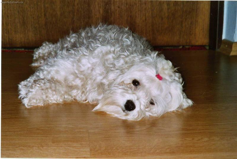 Foto: Maltez��ek Jessica-to je havaj...