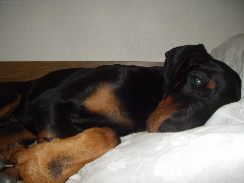 Foto: Jsem stra�n� unaven�-Moje zlat��ko Max