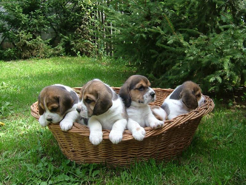 Foto: Na�i chluat� ro���ci