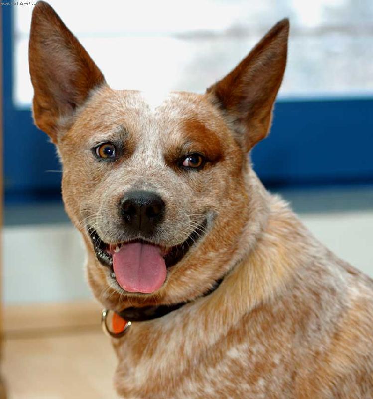 Foto: White - \"Caiman Rapa Nui\"-�sm�v pro foto