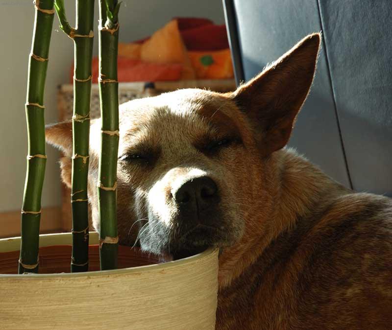 Foto: White - \"Caiman Rapa Nui\"-odpo�inek