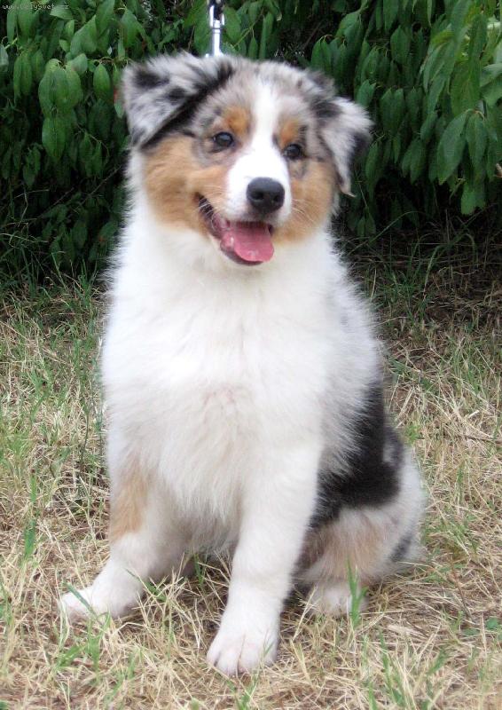 Foto: australsk� ov��k-Lenka Hanzlova    chov.stanice: Great Lady