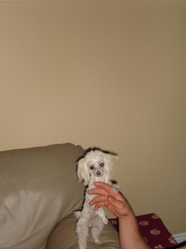 Foto: Stellinka je malinka