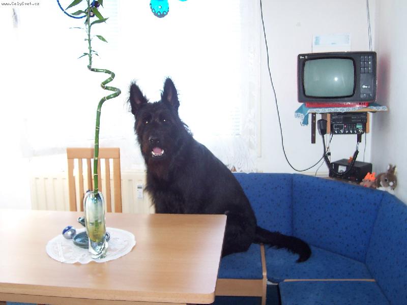 Foto: Jim je velmi chytr�-Jim