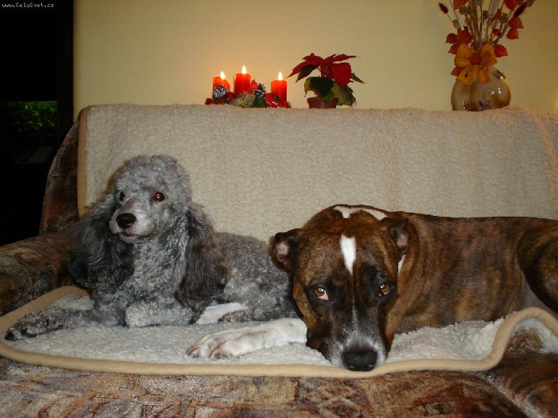 Foto: V�no�n� pohoda-Stafordi se kamar�d� i s jin�mi pejsky !