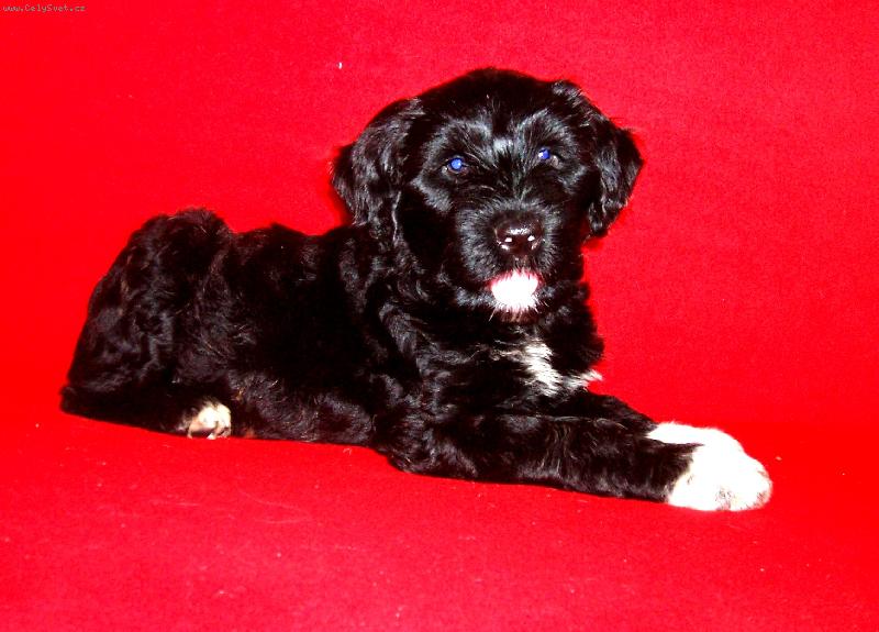 Foto: Amarela Tinta Mokr� Bandita-Am�lka ve v�ku 8 t�dn�