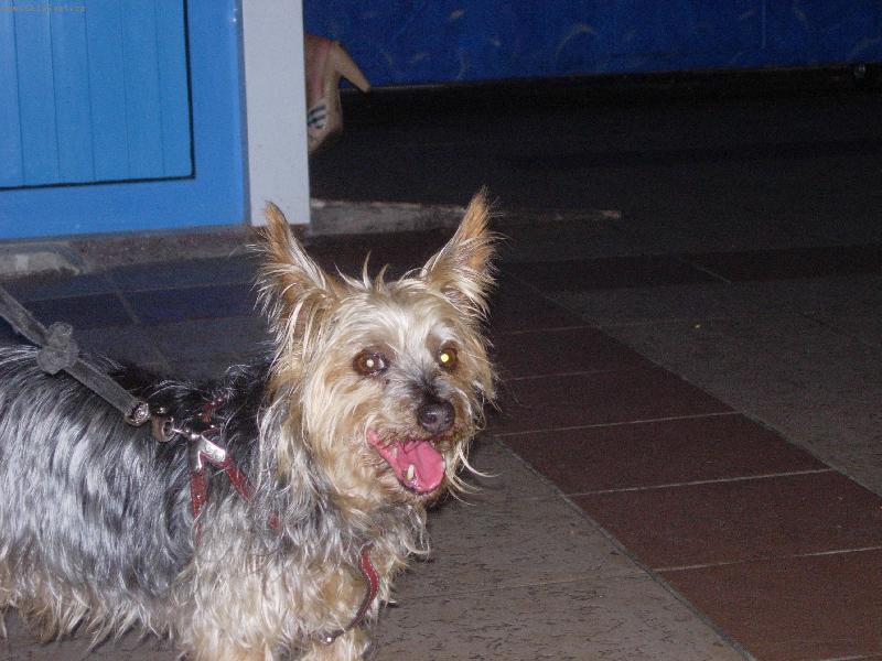 Foto: Australsk� silky terier chov. �ecko-focen v �ecku-kr�ta cato goes