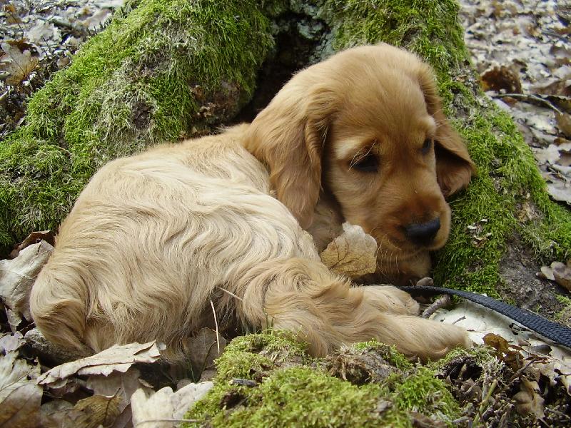 Foto: M�j pes Andy-Andy u pa�ezu