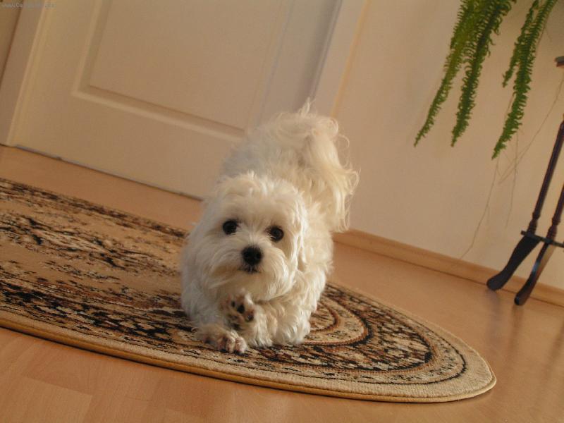 Foto: Mike�ek ze �ukova-Tro�ka protahov�n� p�eci neu�kod� :)))