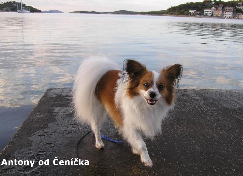 Foto: R�no u mo�e