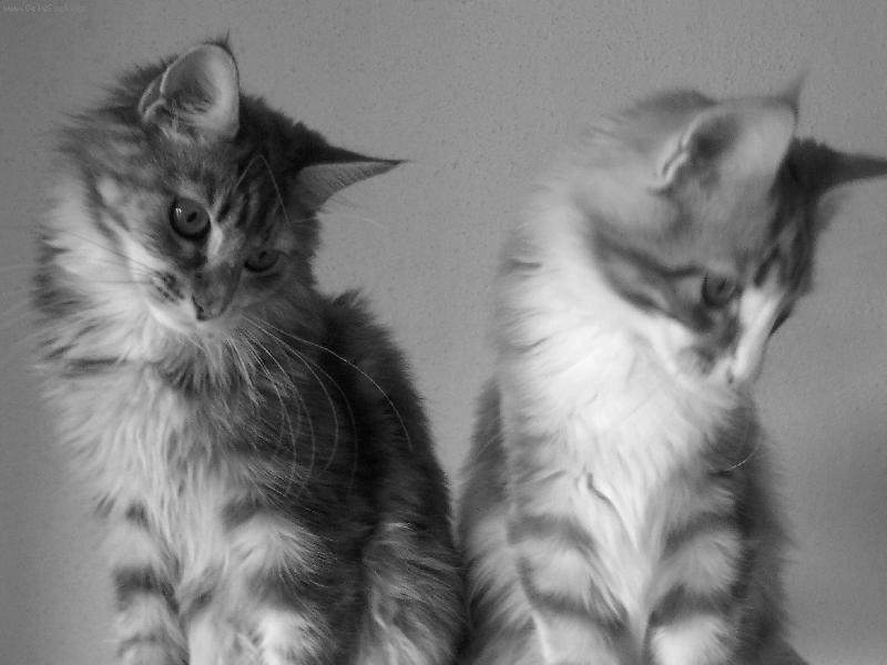 Foto: Corleone Coon*CZ-Dunbar + Danae