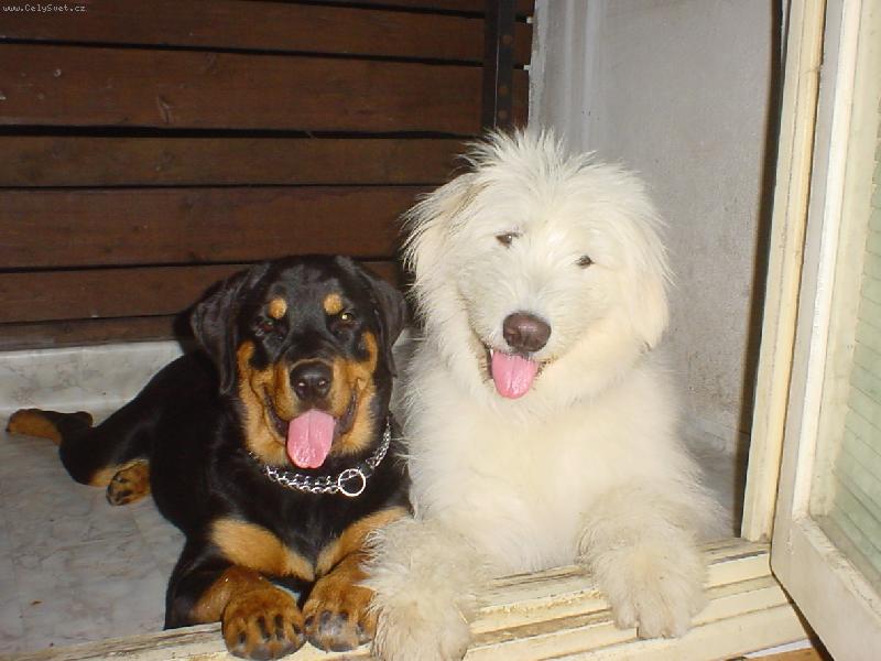 Foto: moje dv� zlat��ka-b�l� je Sunny - 4,5 roku star�, �ern� je Jesika - 3,5 rok�, fotky jsou z doby, kdy oba byli je�t� miminka