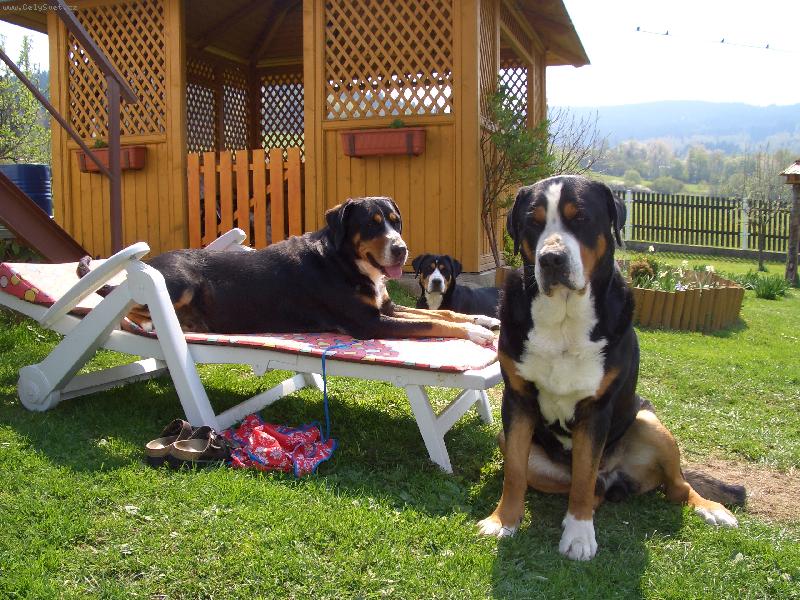 Foto: Na�e ps� rodina-To je �ivot