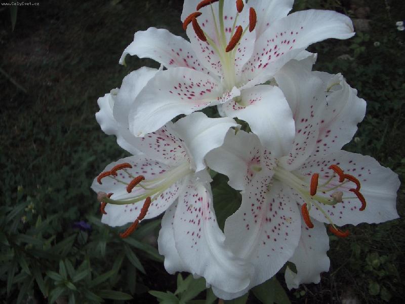 Foto: lilie moje nejkrasnejsi-Bila lilie orientalni