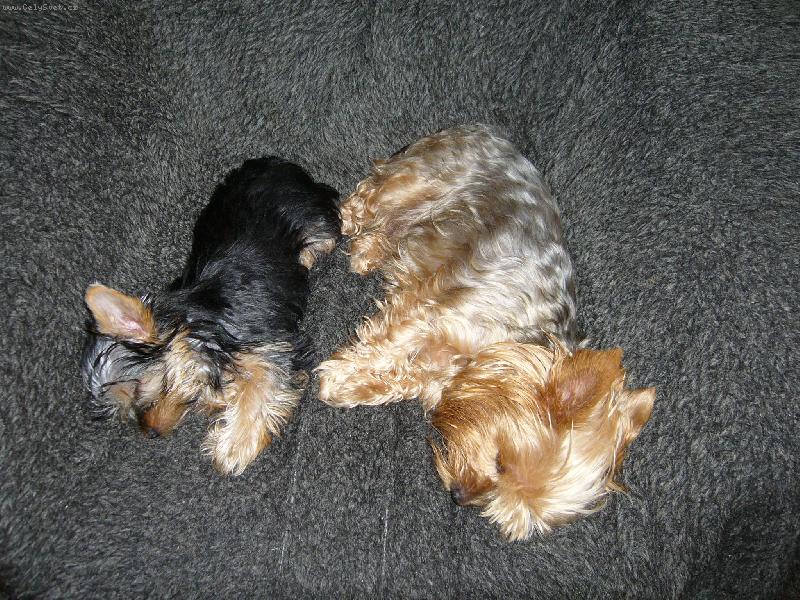 Foto: Peggynka+Ennynka-Holky spinkaj� .....p����t