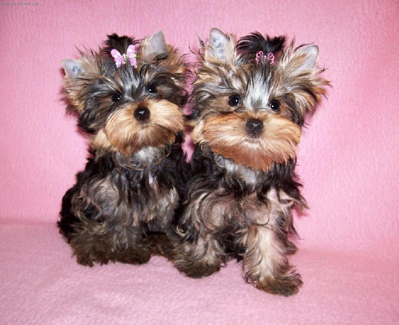 Foto: Goldi a Ginno-�aty d�laj �lov�ka, ma�le zase Yorka !